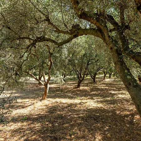 Podere Cavaceppi By Interhome Feriehus *